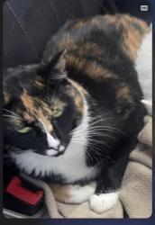 Lost Female Cat last seen Dog Park , Trail, Could be in developments close by . Please check around your hse if you live around here , thanks , Allen Township, PA 18067