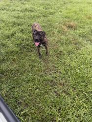 Found/Stray Male Dog last seen Beaver street , Jacksonville, FL 32220