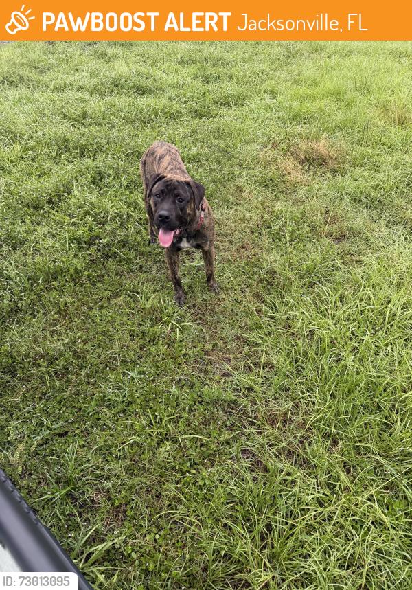 Found/Stray Male Dog last seen Beaver street , Jacksonville, FL 32220