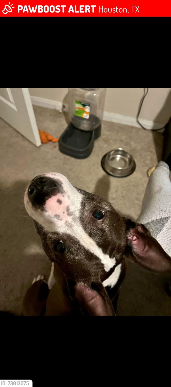 Lost Female Dog last seen Cedar ridge lane & rushing meadow lane, Houston, TX 77089