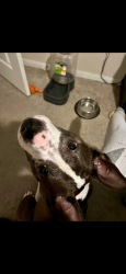 Lost Female Dog last seen Cedar ridge lane & rushing meadow lane, Houston, TX 77089