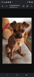 Lost Male Dog last seen Flower/Dodge, Tucson, AZ 85716