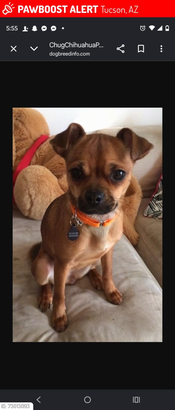 Lost Male Dog last seen Flower/Dodge, Tucson, AZ 85716