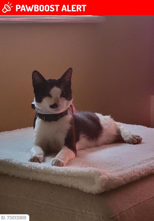 Lost Male Cat last seen Norwood Junction Aldi, Greater London, England SE25 5AD