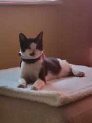 Lost Male Cat last seen Norwood Junction Aldi, Greater London, England SE25 5AD