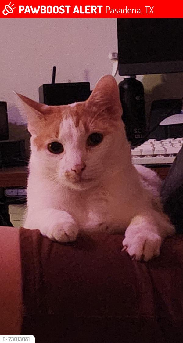 Lost Male Cat last seen Allen Genoia and Queens near the elementary school, Pasadena, TX 77502