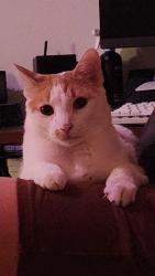 Lost Male Cat last seen Allen Genoia and Queens near the elementary school, Pasadena, TX 77502