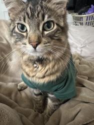 Reunited Male Cat last seen N North Ave, Milwaukee, WI 53212