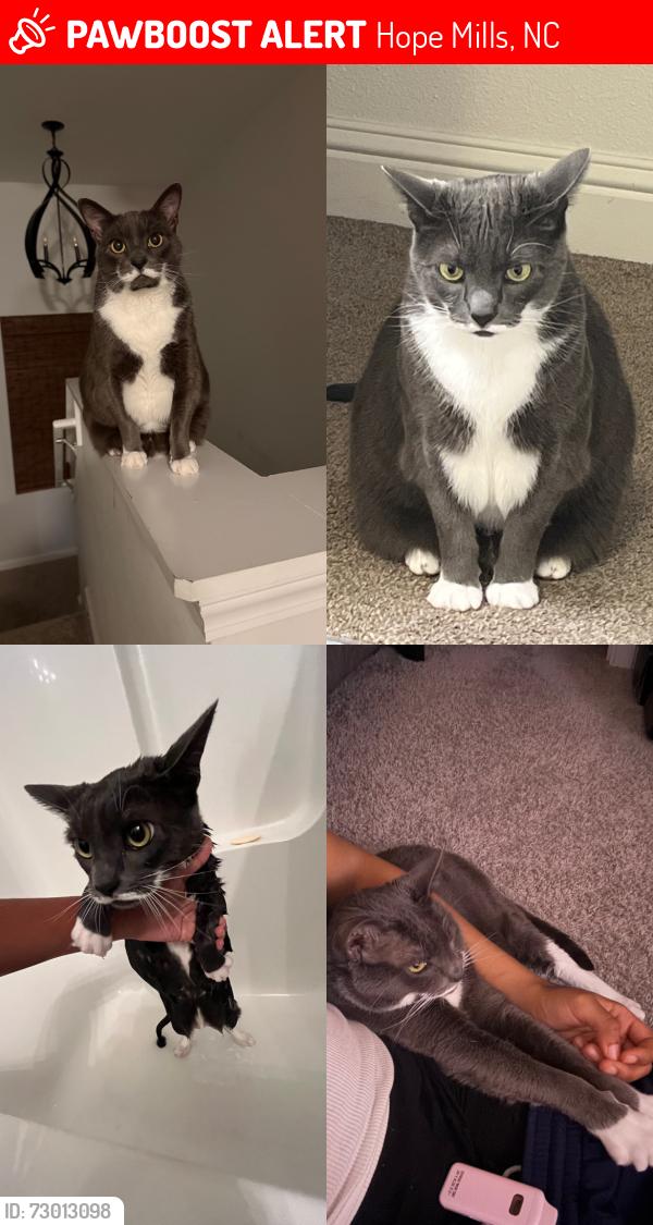 Lost Male Cat last seen Grays creek community , Hope Mills, NC 28348