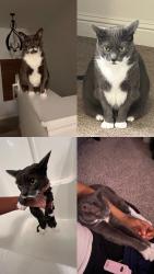 Lost Male Cat last seen Grays creek community , Hope Mills, NC 28348