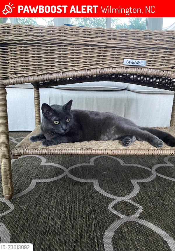 Lost Female Cat last seen Coronado Dr Wilmington NC, Wilmington, NC 28409