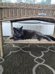 Lost Female Cat last seen Coronado Dr Wilmington NC, Wilmington, NC 28409