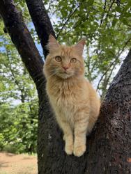 Lost Male Cat last seen Last seen on our property- may have been spotted by others, Fairview, NC 28730