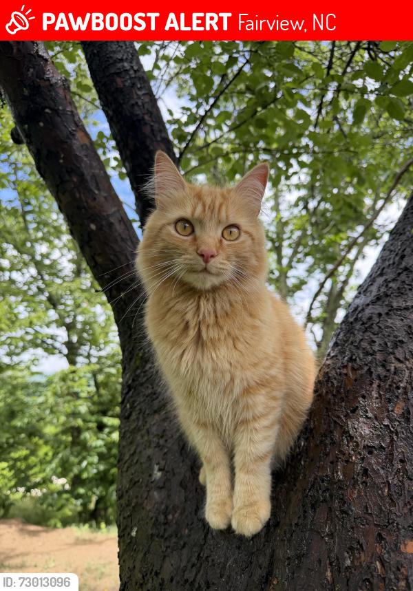 Lost Male Cat last seen Last seen on our property- may have been spotted by others, Fairview, NC 28730