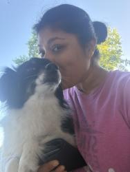 Reunited Female Dog last seen Stark, Portland, OR 97236