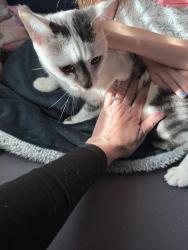 Reunited Female Cat last seen Sonja Dr and Campbell Station, Knoxville, TN 37934