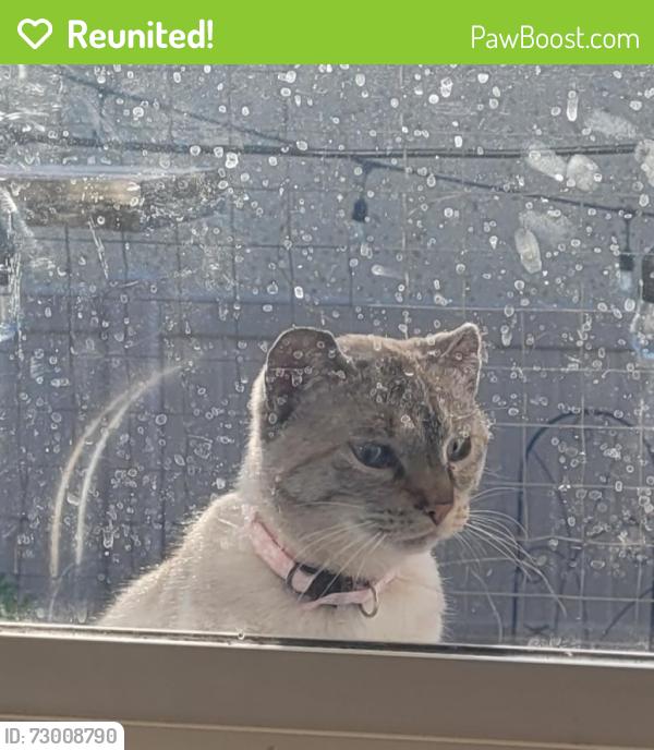 Reunited Unknown Cat last seen Ottewell Community Hall , Edmonton, AB T6B 1L6