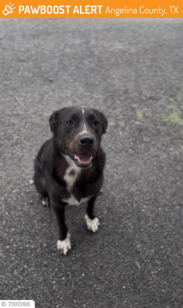Found/Stray Male Dog last seen FM 819, Angelina County, TX 75941