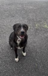 Found/Stray Male Dog last seen FM 819, Angelina County, TX 75941
