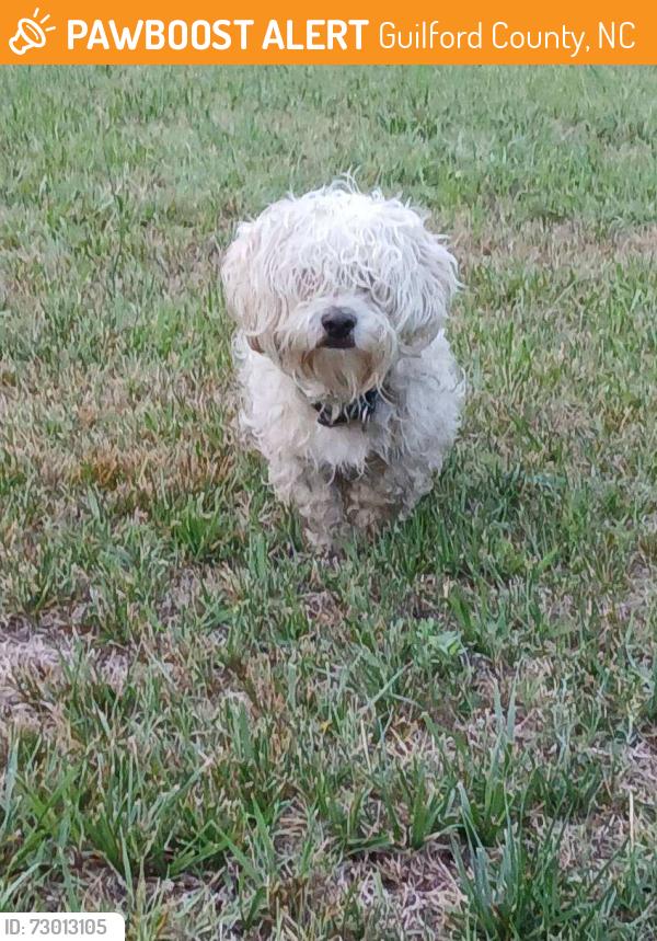 Found/Stray Unknown Dog last seen McConnell Rd @ Stewart Hutchens Rd., Guilford County, NC 27301