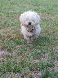 Found/Stray Unknown Dog last seen McConnell Rd @ Stewart Hutchens Rd., Guilford County, NC 27301