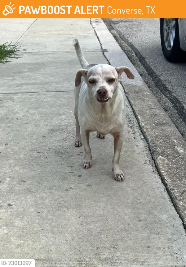 Found/Stray Male Dog last seen Woodlake and I 10, behind James Madison Elementary school, Converse, TX 78109