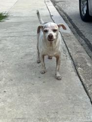 Found/Stray Male Dog last seen Woodlake and I 10, behind James Madison Elementary school, Converse, TX 78109