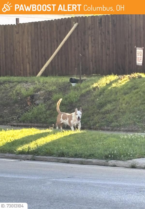 Found/Stray Unknown Dog last seen Ohio Ave & Deshler Ave at 8 am, Columbus, OH 43206