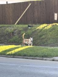 Found/Stray Unknown Dog last seen Ohio Ave & Deshler Ave at 8 am, Columbus, OH 43206