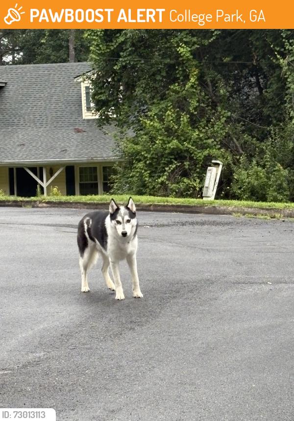 Found/Stray Unknown Dog last seen Near koweta rd, College Park, GA 30349