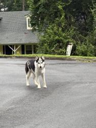 Found/Stray Unknown Dog last seen Near koweta rd, College Park, GA 30349