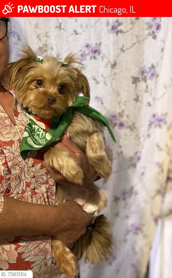 Lost Female Dog last seen Laramie and Madison , Chicago, IL 60644