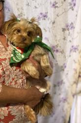 Lost Female Dog last seen Laramie and Madison , Chicago, IL 60644