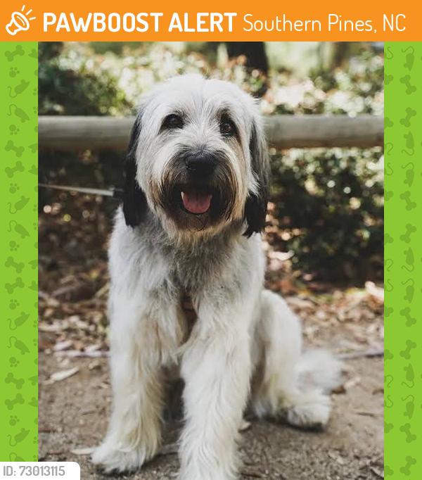 Found/Stray Unknown Dog last seen E Hedgelawn way and Baystone ct, Southern Pines, NC 28387