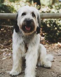 Found/Stray Unknown Dog last seen E Hedgelawn way and Baystone ct, Southern Pines, NC 28387