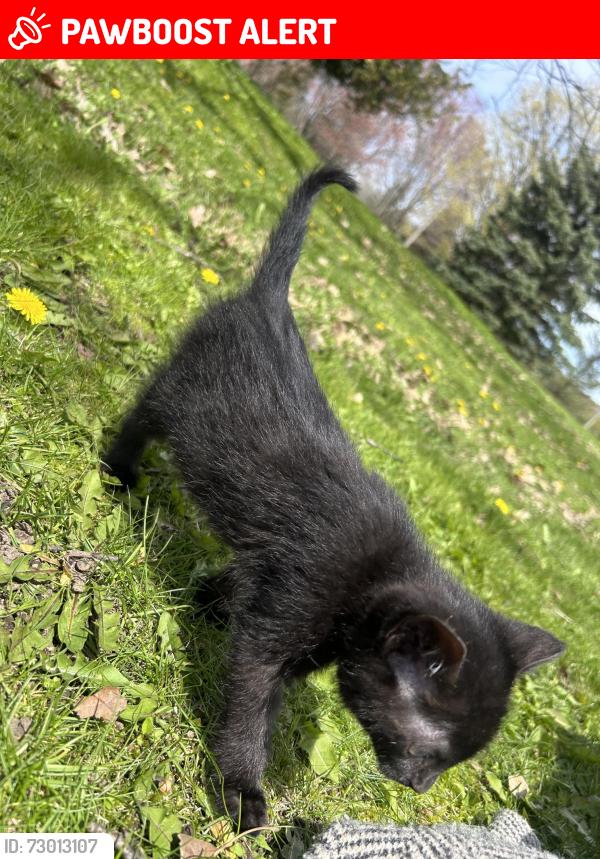 Lost Female Cat last seen Near willowby rd, Caledon Village, ON L7K 1V4