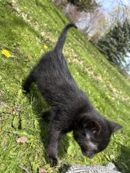 Lost Female Cat last seen Near willowby rd, Caledon Village, ON L7K 1V4