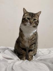 Lost Male Cat last seen Sainbury’s , Greater London, England HA8