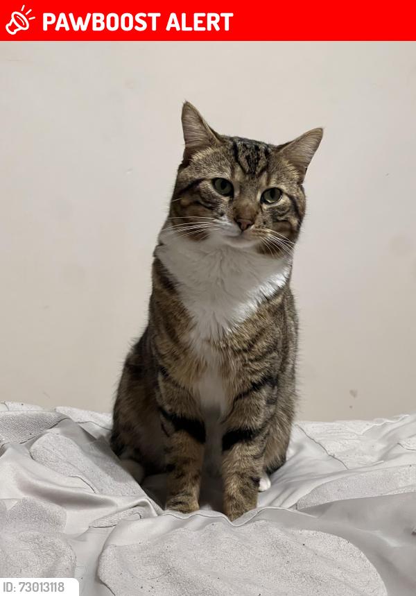 Lost Male Cat last seen Sainbury’s , Greater London, England HA8