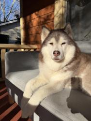 Reunited Female Dog last seen 13th and Shaver, Portland, OR 97212