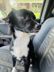 Found/Stray Unknown Dog last seen N Belvedere, Memphis, TN 38152