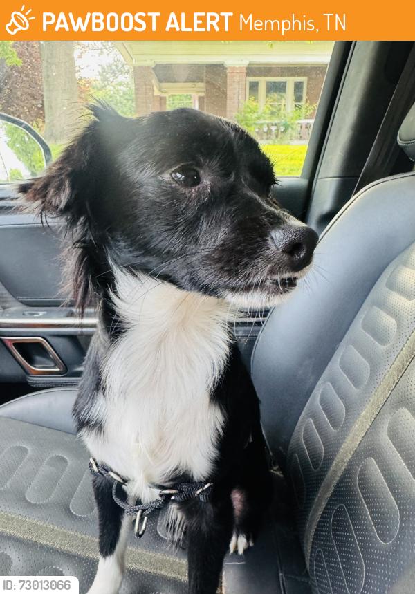 Found/Stray Unknown Dog last seen N Belvedere, Memphis, TN 38152
