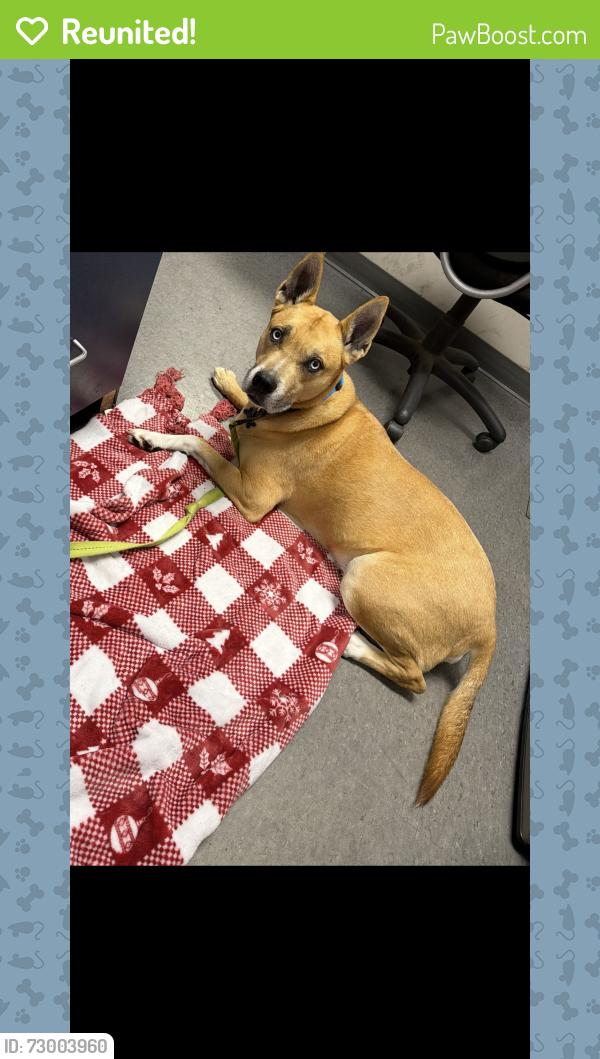Reunited Male Dog last seen Ike lynch rd , Dallas, NC 28034
