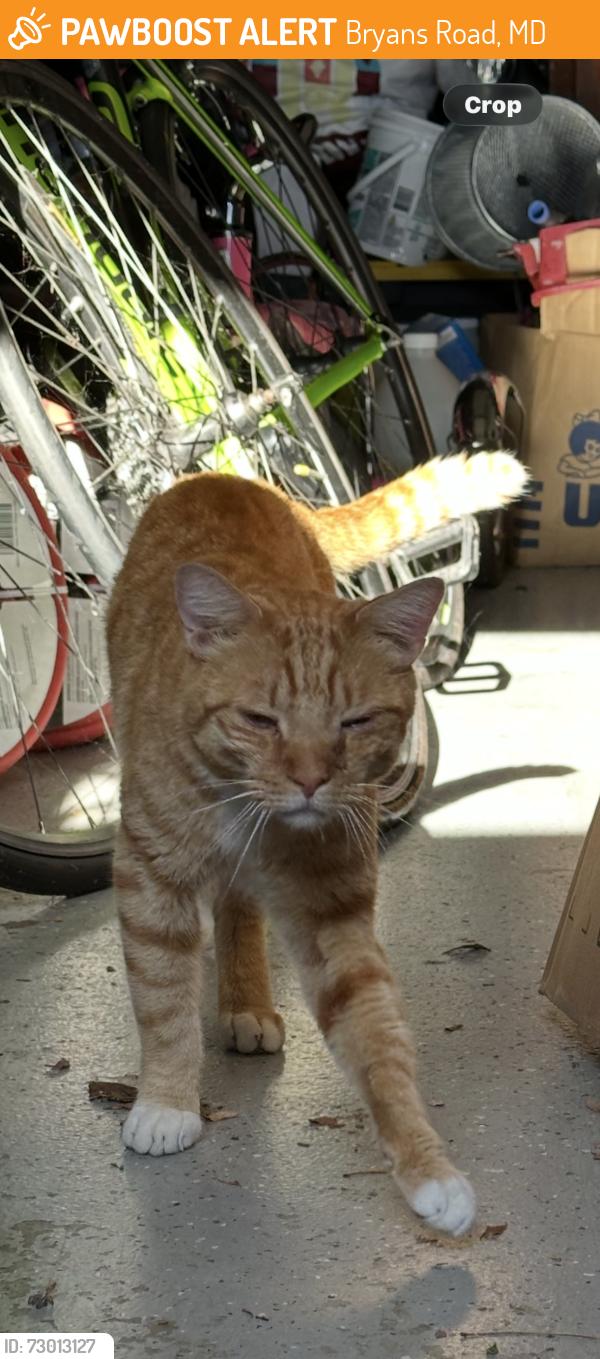 Found/Stray Male Cat last seen South Hampton Drive, Bryans Road, MD 20616