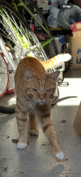 Found/Stray Male Cat last seen South Hampton Drive, Bryans Road, MD 20616