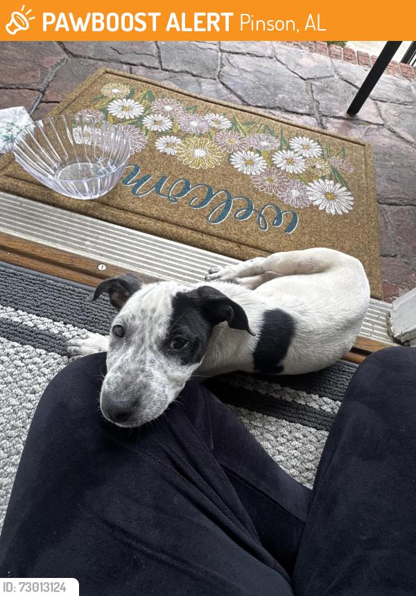 Found/Stray Male Dog last seen Bridle path Ln, Pinson, AL 35126