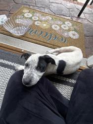 Found/Stray Male Dog last seen Bridle path Ln, Pinson, AL 35126