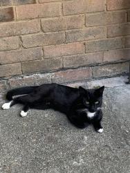 Lost Male Cat last seen Gosling Road, Berkshire, England SL3 7TN