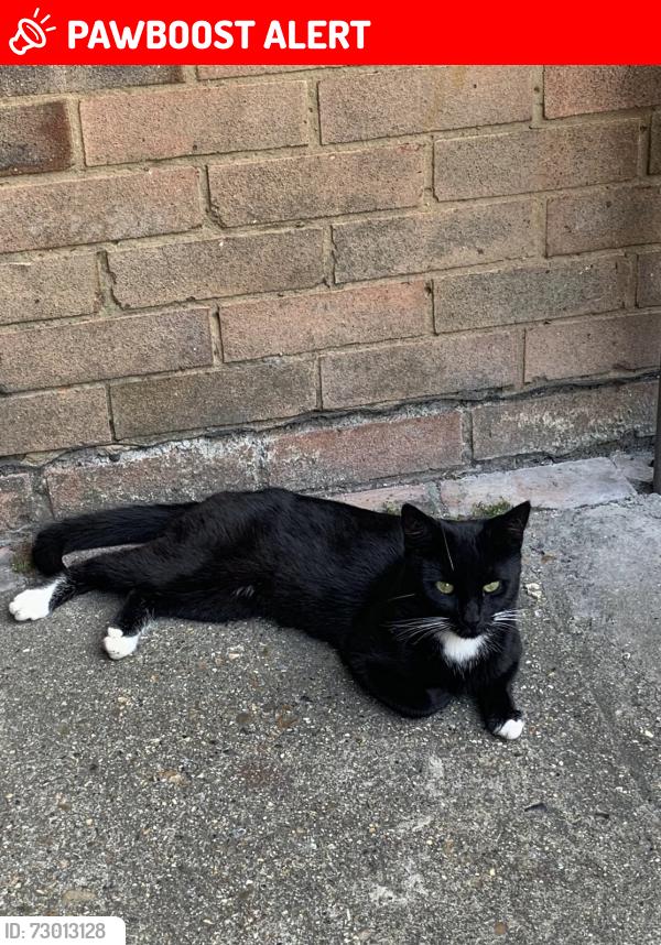 Lost Male Cat last seen Gosling Road, Berkshire, England SL3 7TN