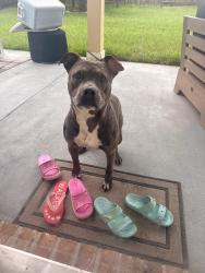 Lost Male Dog last seen Near Cedar Ridge Lane Houston, TX 77089, Houston, TX 77089